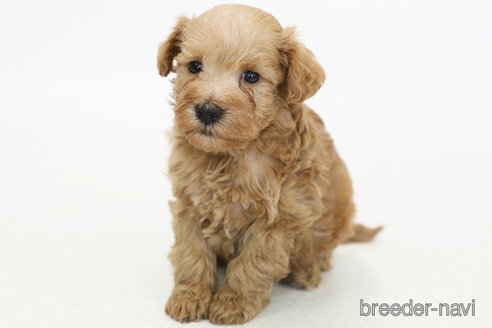 販売中の神奈川県のミックス犬-378609の2枚目